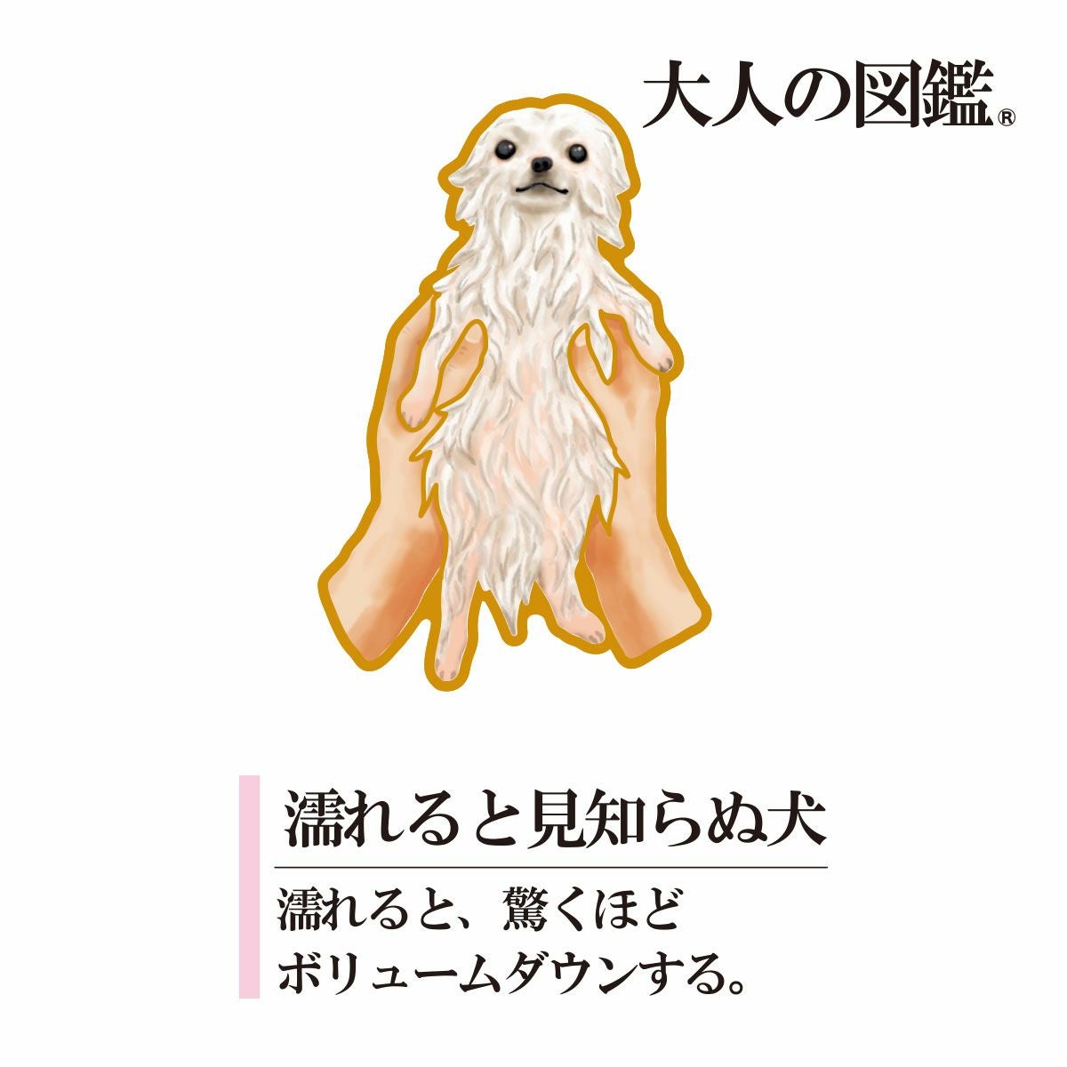 大人の図鑑】 靴下 ポメラニアン編 ボーダー柄 ワンポイント刺繍 大人の図鑑】 靴下 ポメラニアン編 ボーダー柄 ワンポイント刺繍